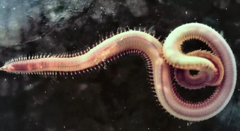 Parasite dans le corps