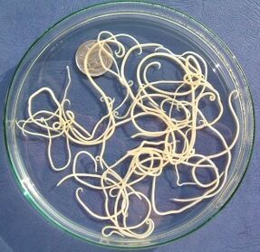 Parasites
