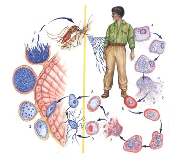 méthodes de reproduction des parasites protozoaires