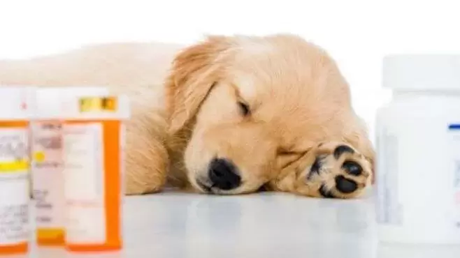 médicaments pour prévenir les vers chez les chiens